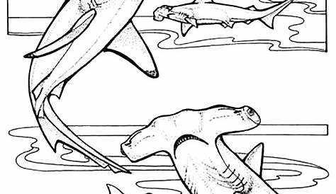 Hammerhead sharks - Sharks Kids Coloring Pages