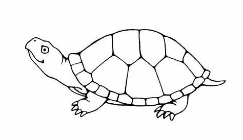 Get This Free Turtle Coloring Pages for Kids yy6l0