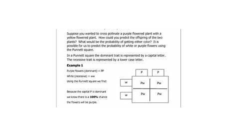Answer Key Punnett Square Worksheet With Answers – Thekidsworksheet