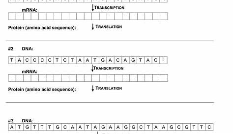 Transcription Translation Practice Worksheet With Answers — db-excel.com