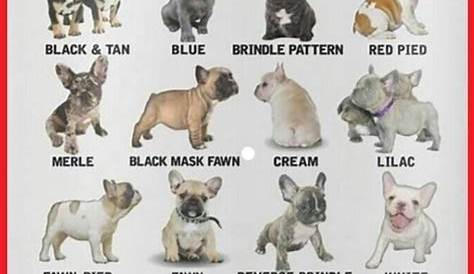 French Bulldog Color Chart | French Bulldogs | Pinterest | French