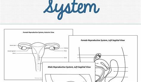 Reproductive System Diagram Quiz