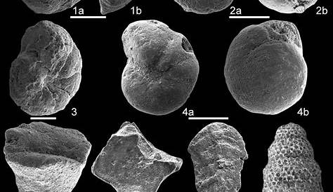 Benthic foraminifera and pyritized radiolarians from the Eagle Ford