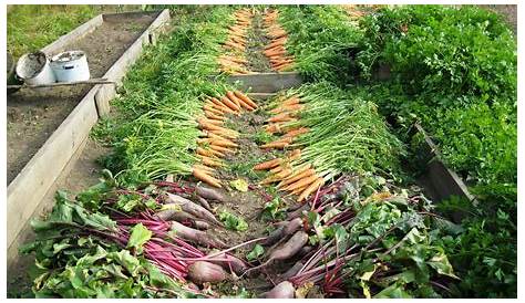 when to harvest vegetables from garden