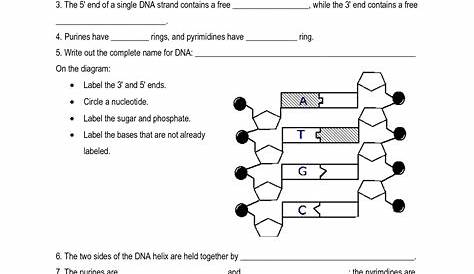 14 Best Images of DNA Structure Worksheet High School - DNA Structure