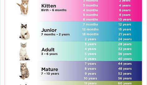Weight Kitten Age Chart - Anna Blog