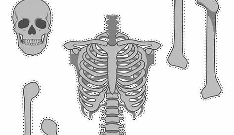 15 Best Images of Printable Bone Worksheets - Skull Bones Unlabeled