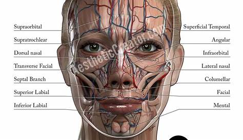 Pin on Facial anatomy