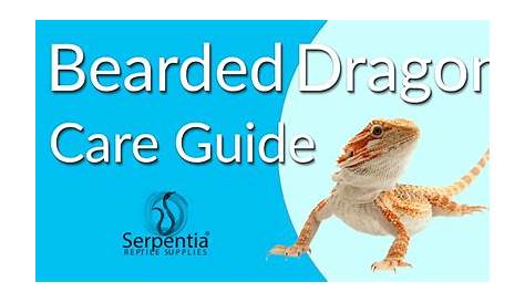Bearded Dragon Care Sheet - Guide to Pogona vitticeps - Serpentia