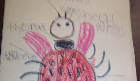 Mrs. Wood's Kindergarten Class: Insect Diagrams
