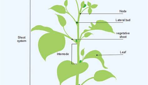 48+ Plant Diagram With Labels Pictures | jajalki