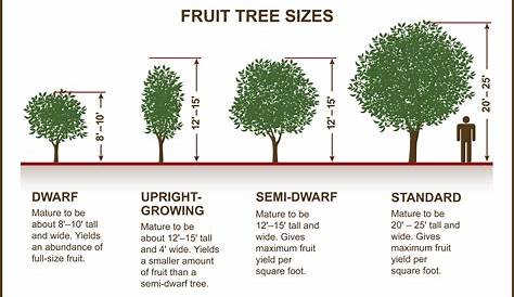 growth factor chart for trees