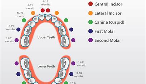Baby Teeth Order and Knowing When Teething Starts - DentalCareMatters.com