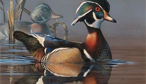 federal waterfowl stamp 2022