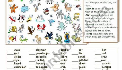 mammals and reptiles worksheet