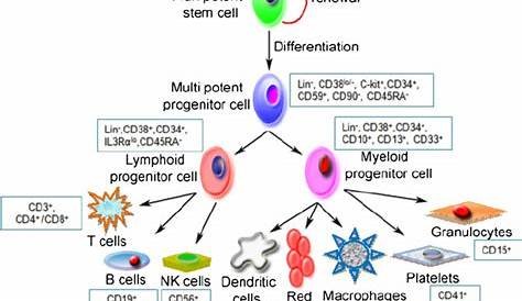 Hematopoietic stem cell differentiation. Differentiation of