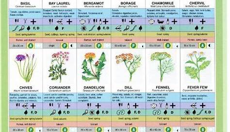 Herbs Chart | Herbs, Chart, Plants