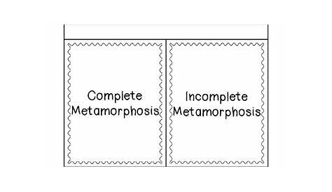 Complete and Incomplete Metamorphosis Sort by The Teaching Chick