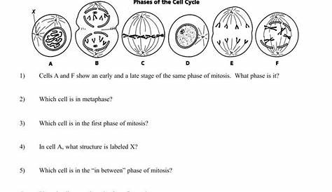 Phases Of Meiosis Worksheet Answer Key / Bioexcel 190 Mitosis Meiosis