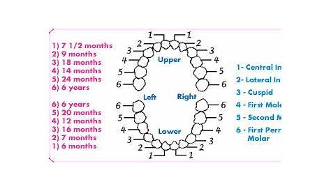 Nice to know... | Teething chart, Tooth chart, Baby teething chart