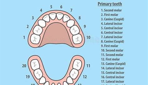 tooth number chart to identify primary teeth eruption charts - 8 best
