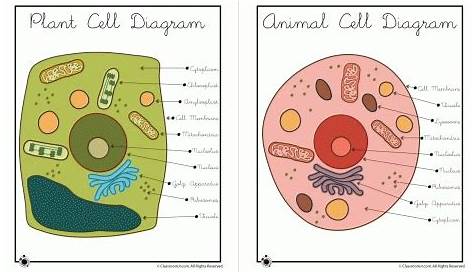 worksheets for plant and animal cell