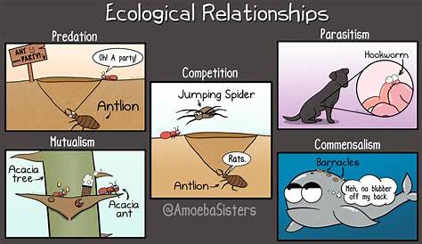 Ecological Relationships Pogil Answers : 35 Ecological Relationships