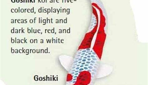 koi fish color chart 12 Koi Fish color meaning in English 2021 | Koi