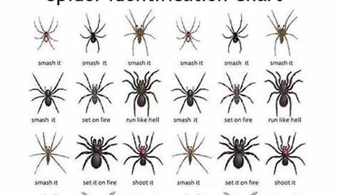 1000 Life Hacks - Timeline Photos | Spider identification chart, Spider