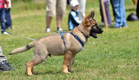 German Shepherd Growth & Weight Chart By Age (Pictures)