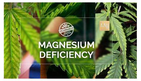 Cannabis Magnesium Deficiency Pics & Chart by DRCANNABIS.IO