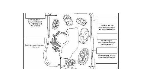 Animal and Plant Cell Worksheets | Cells worksheet, Animal cells