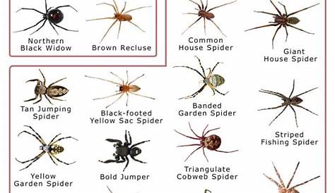 wisconsin spider identification chart