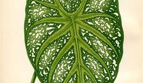 Printable Wall Decor - Botanical Leaf - The Graphics Fairy