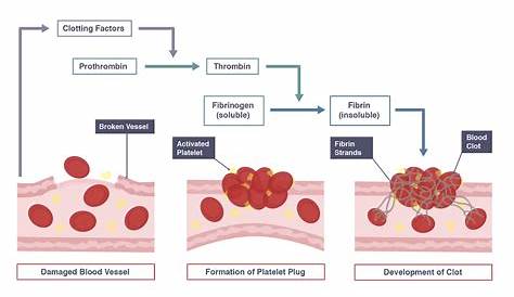 flow chart blood clotting process diagram