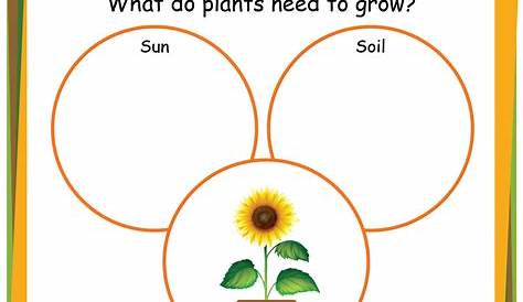 plant life cycle free worksheet kindergarten