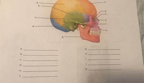 Unit 9: The Axial Skeleton Worksheet 1. Label the | Chegg.com