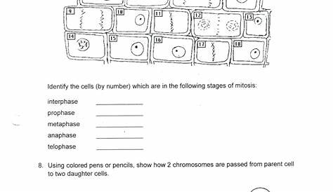 Cell Cycle And Mitosis Coloring Worksheet Answers — db-excel.com