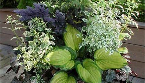 Plants For Shady Areas Indoors - www.inf-inet.com