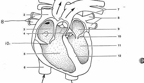 the heart worksheet answers