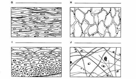 TIssue Worksheet, W1: | Biology worksheet, Human tissue, Tissue types