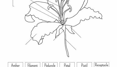 the structure of flowers worksheets