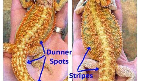 A Guide to Bearded Dragon Mutations and Genetic Traits — HereBDragons.com