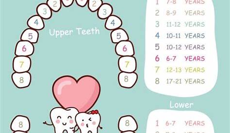 Child’s Primary Teeth Order of Eruption - Chart, Pattern, Schedule