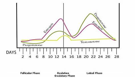 female hormone levels chart