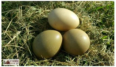 The Best Tips for Incubating and Hatching Pheasant Chicks - A Farmish