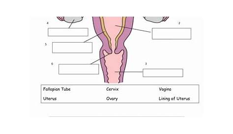 50 The Female Reproductive System Worksheet