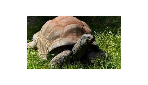Can A Tortoise Be Overweight?