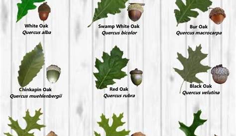 michigan oak trees identification - Google Search | Tree leaf