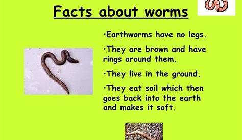 earthworm facts for preschoolers